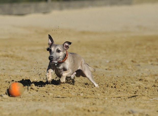 Lure coursing envolve uma competição em campo aberto, de ambiente controlado, onde os cães perseguem uma isca controlada (Foto: Pixabay /  Yolanda Coervers / CreativeCommons)