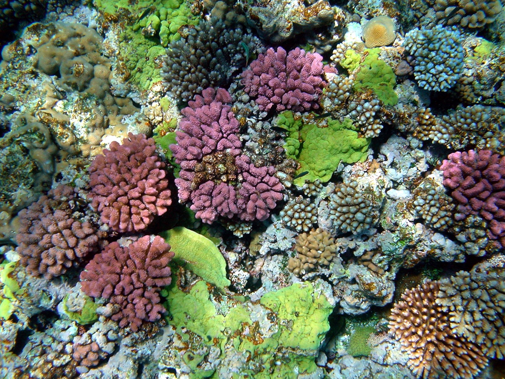 Corais da Austrália podem ter a chave para frear a transmissão do HIV (Foto: Wikimedia Commons)