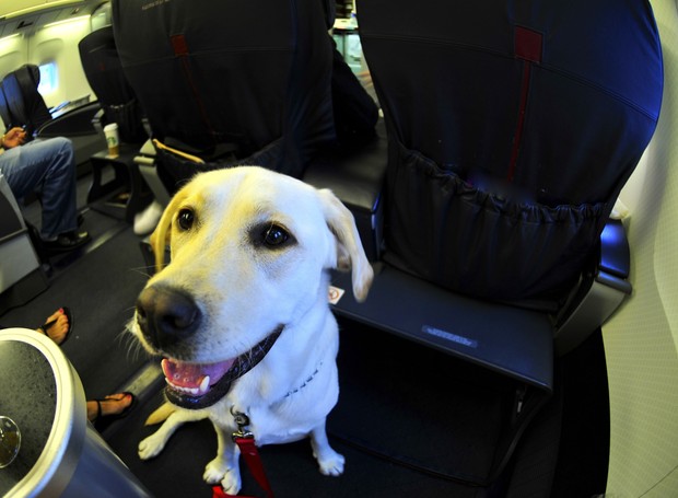 labrador, cachorro, pet, avião, animal, cão, GPS (Foto: ThinkStock)