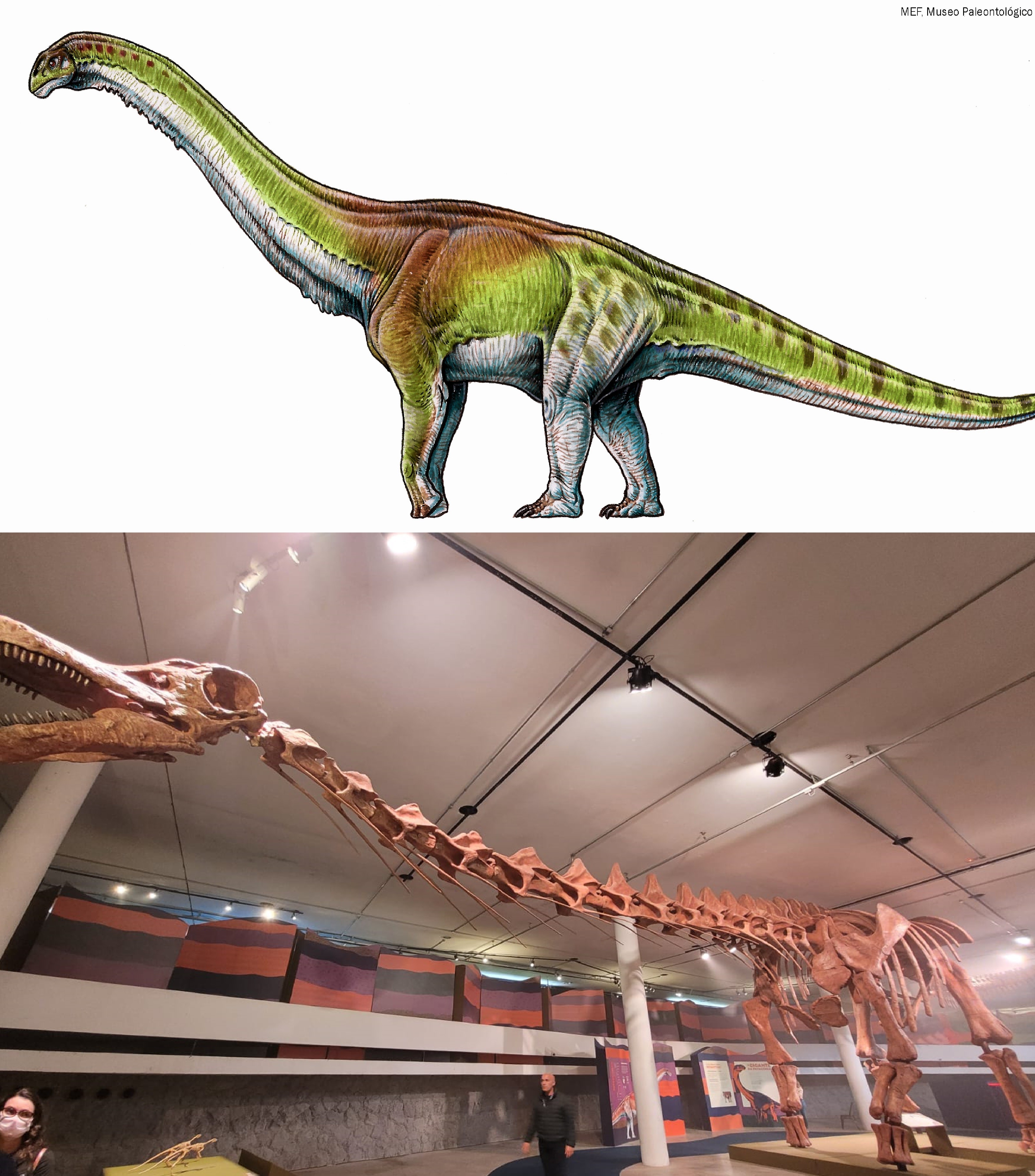 À esquerda uma representação artística de como seria o dinossauro, e à direita a sua réplica na exposição no Pq.Ibirapuera  (Foto: Divulgação/ Midiorama/ Foto: Laura Moraes)
