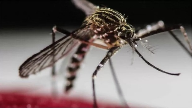 Verão e época de chuvas trazem explosão no Brasil de casos de dengue, que tem sintomas parecidos com covid-19 (Foto: EPA via BBC)