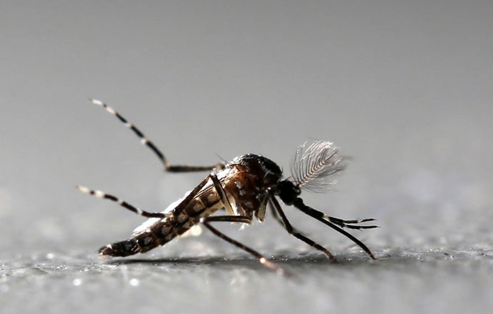  Mosquito Aedes aegypti é vetor de três arboviroses: dengue, chikungunya e zika. (Foto: Paulo Whitaker / Reuters )