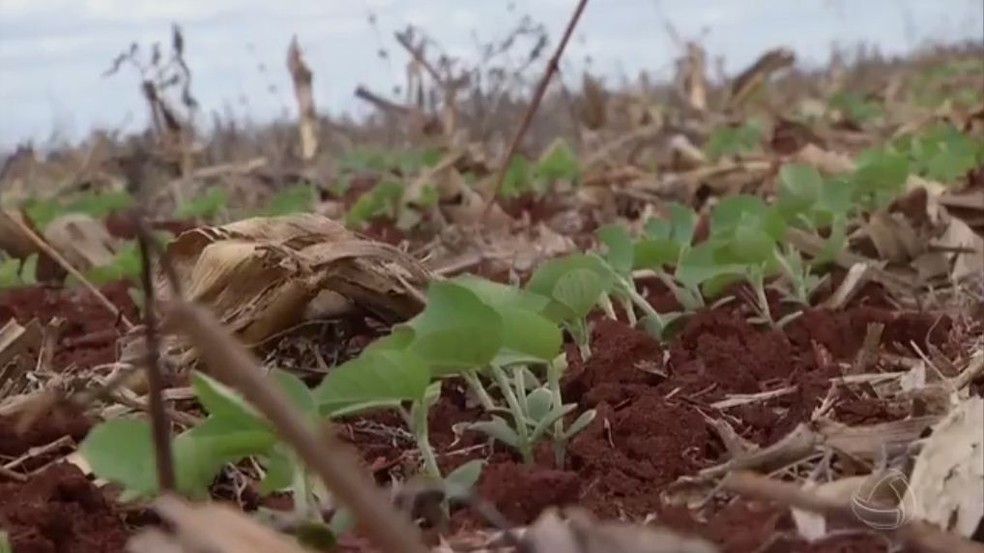Plantio de soja em Mato Grosso do Sul está na reta final, segundo a Aprosoja/MS (Foto: Reprodução/TV Morena)