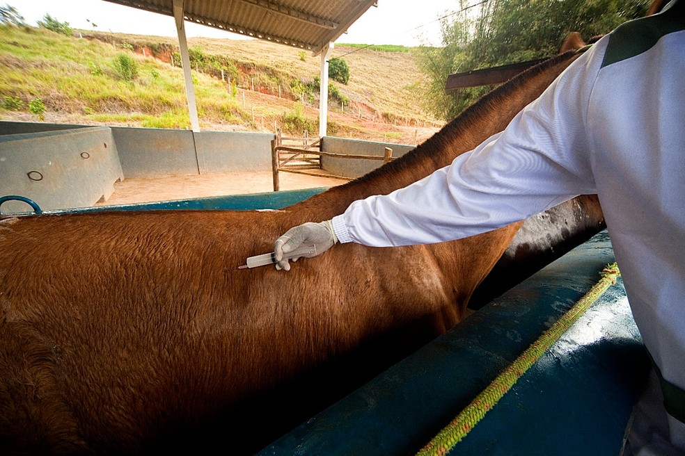 Cavalo na fazenda do Instituto Vital Brazil recebendo o antígeno — Foto: Divulgação