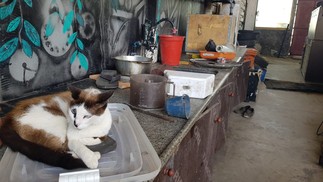 Foram resgatados cinco gatos e 11 cachorros em clínica interditada em Vila Velha (ES) — Foto: CPI dos Animais / Ales