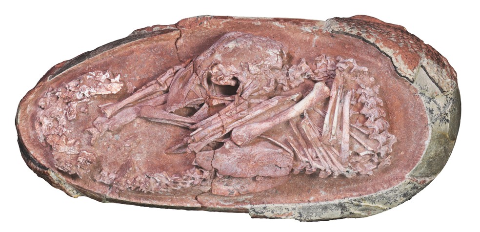 Imagem original do fóssil encontrado na China — Foto: Xing et al./iScience