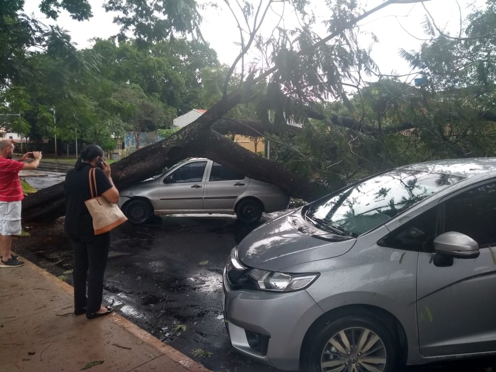 Árvore cai na W3 Sul, em Brasília — Foto: Corpo de Bombeiros/Divulgação