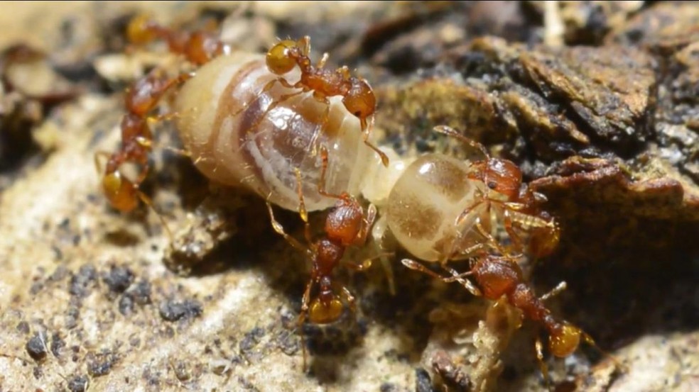 Formiga encontrada no sul da Bahia — Foto: Paulo Robson de Souza