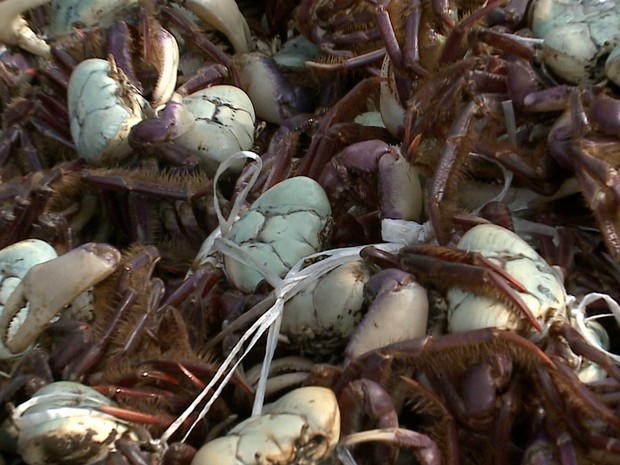 Proibida a captura e a venda do caranguejo da espécie Uçá no Maranhão (Foto: Reprodução/TV Mirante) Proibida a captura e a venda do caranguejo da espécie Uçá no Maranhão (Foto: Reprodução/TV Mirante)