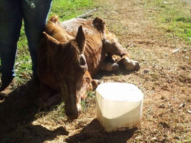 Cavalos têm triste fim nos matadouros - Vegazeta