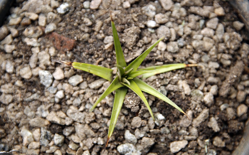 Encholirium Biflorum, bromélia que está entre as plantas exclusivas do Jardim Botânico do Rio e que é considerada criticamente ameaçada de extinção. (Foto: Marcos Serra Lima/ G1)