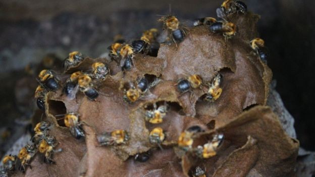 Colmeia de abelha nativa sem ferrão na Chácara João do Mel, em Belterra  (Foto: Gabriel Siqueira/BBC)