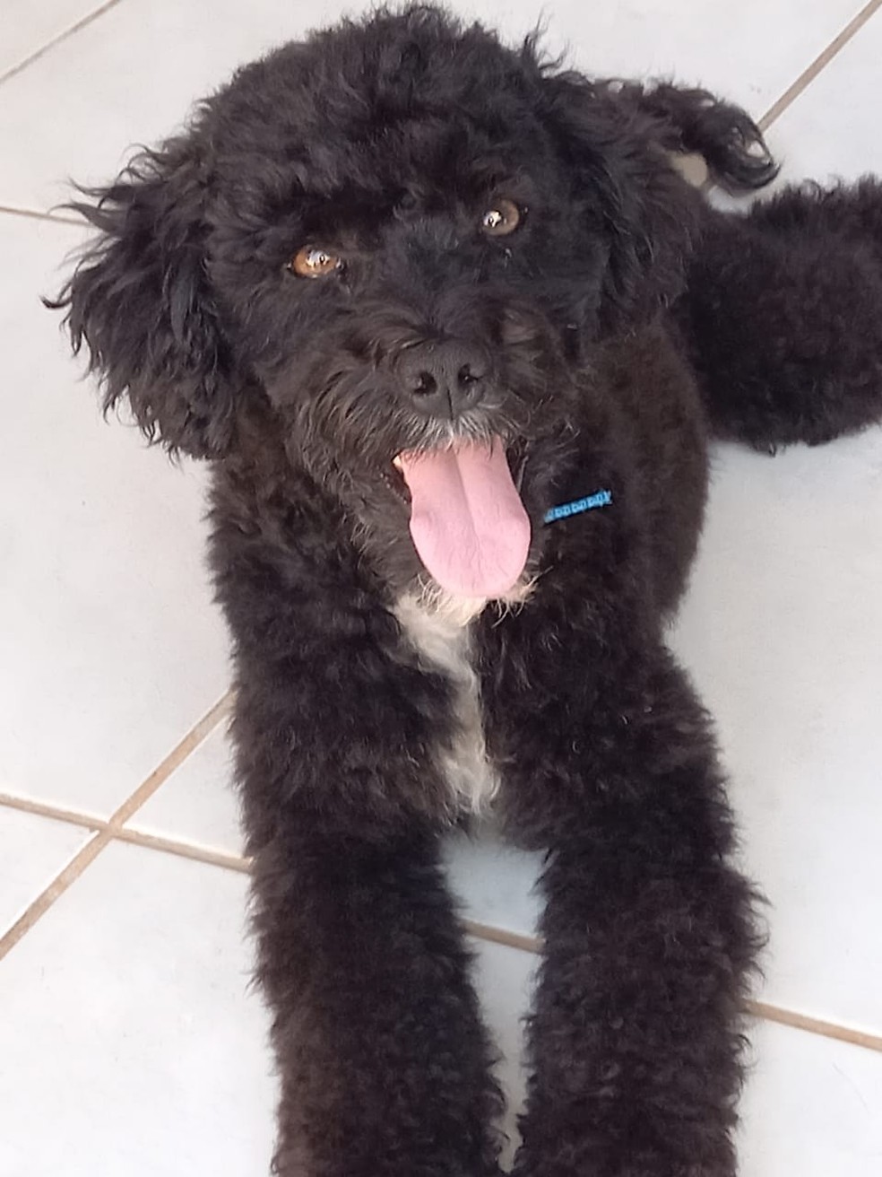 Black foi resgatado de um bueiro e ganhou um novo lar em Guararapes  ? Foto: Arquivo Pessoal 