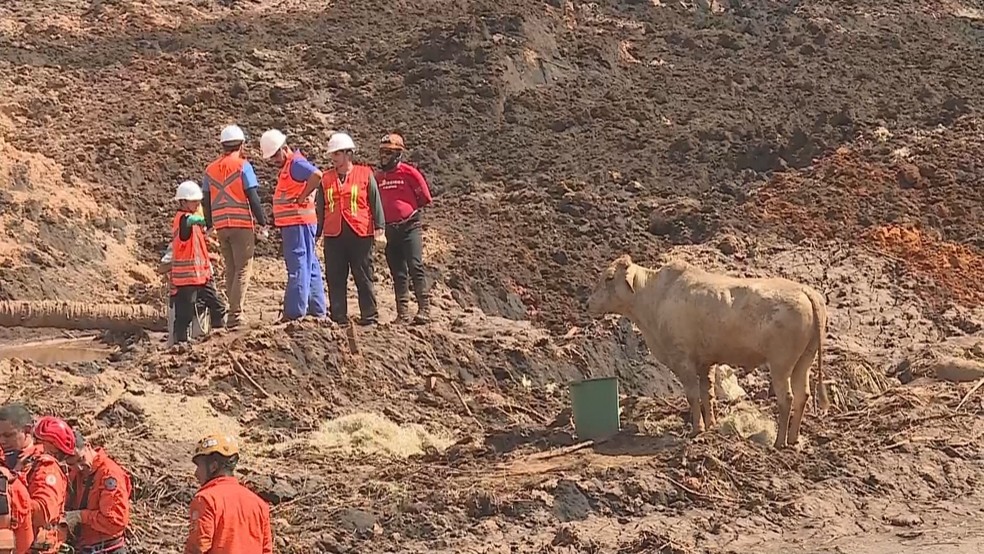 Vaca observa trabalho de resgate dos bombeiros em meio à lama do rejeito em Brumadinho — Foto: Reprodução/TV Globo