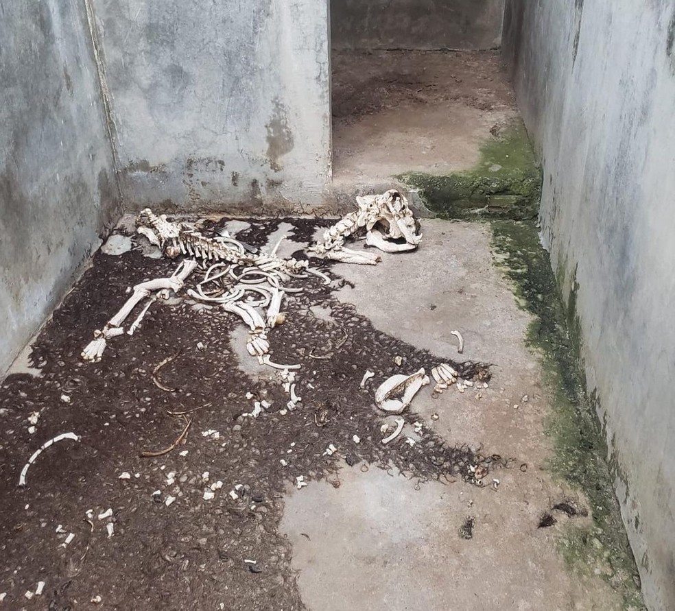 Ossada de animal encontrada em canil clandestino na Grande Natal. &mdash; Foto: Instituto Senhores Patas/Cedida