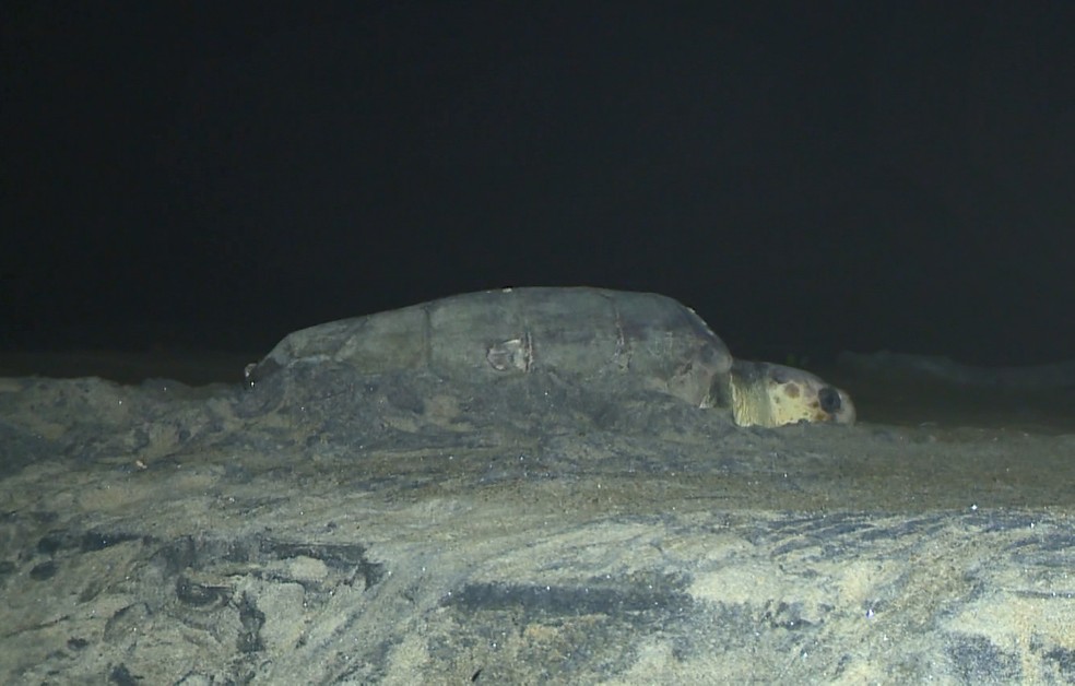 De acordo com o Tamar, tartarugas desovam à noite por causa da temperatura da areia — Foto: Reprodução/TV Gazeta