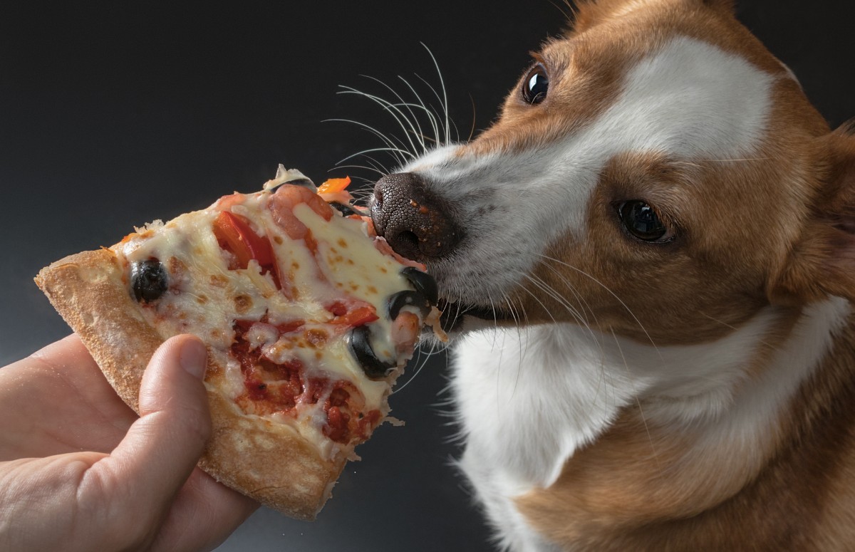 Pizzas vendidas em pizzarias tradicionais não podem ser ofertadas aos animais por oferecem risco à saúde dos pets (Foto: Canva / Creative Commoms)