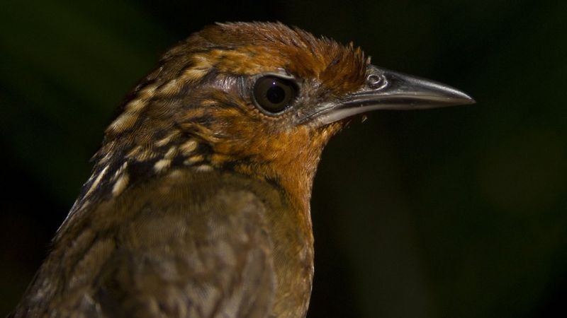 Pássaros desaparecem de área intacta da Amazônia, e resposta do enigma pode estar fora da floresta thumbnail