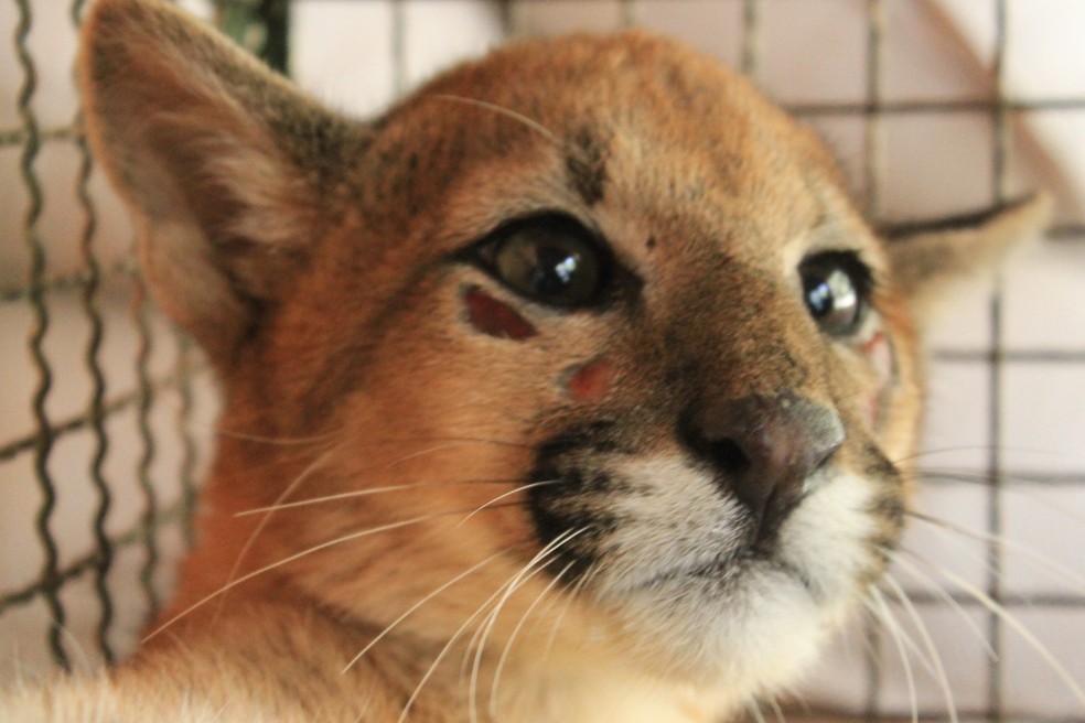 Lua, filhote de onça parda, vive no espaço que será revitalizado em Assis — Foto: Eixo SP/Divulgação