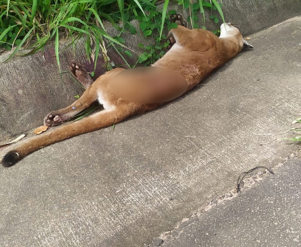 Onça-parda morreu atropelada na Rodovia Assis Chateaubriand (SP-425), em Presidente Prudente — Foto: Polícia Ambiental