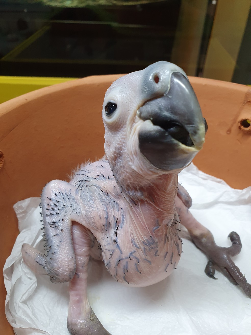 Arara-azul nasceu por incubação artificial — Foto: Divulgação/Zooparque Itatiba