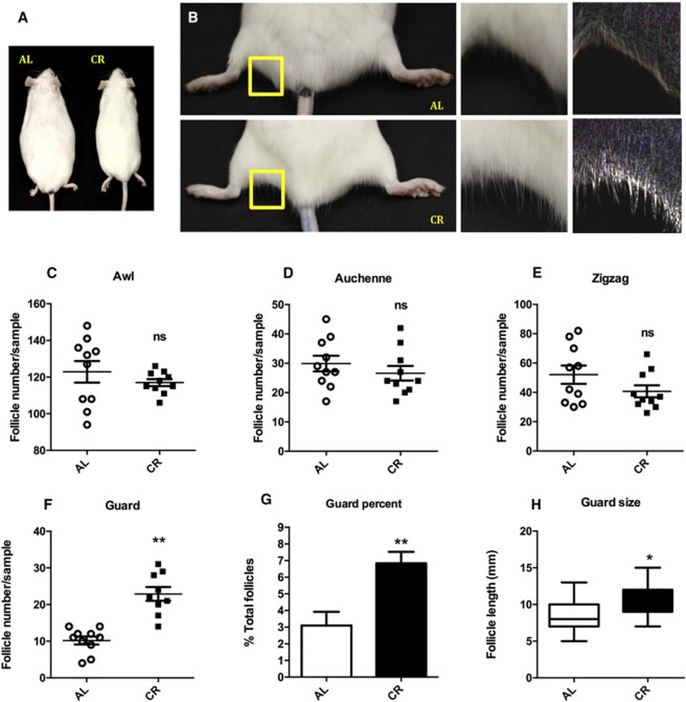 Gráficos e imagens mostram crescimento de pelos  e mudanças metabólicas na pele camundongos que participaram do estudo (Foto: Instituto de Química USP/Cell Reports)