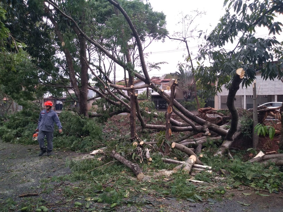 Defesa Civil registra queda de árvore na Avenida Pedro Habechian em Piracicaba — Foto: Divulgação/Defesa Civil