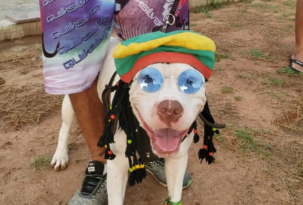 Bloco que reúne cachorros fantasiados foi atração em Mossoró — Foto: Iara Nóbrega/Inter TV Costa Branca