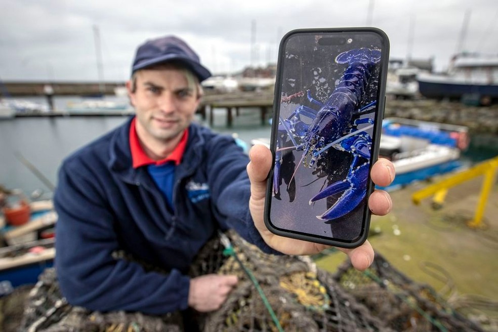Pescador captura lagosta azul raríssima na Irlanda do Norte: chance é uma em dois milhões — Foto: Reprodução/Facebook