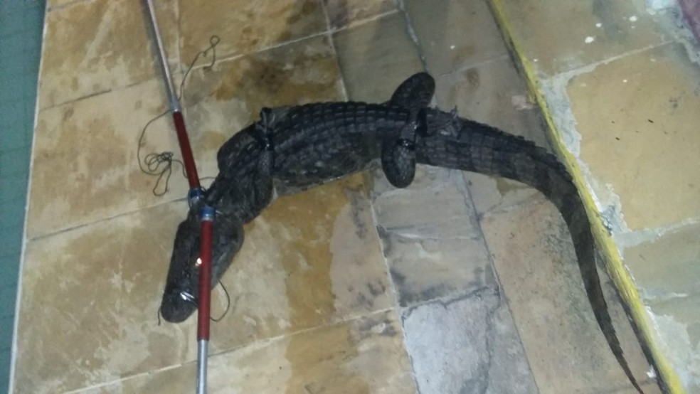 Jacare E Resgatado De Dentro De Piscina No Rio Por Patrulha Ambiental Rio De Janeiro G1
