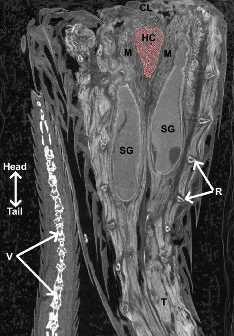 Ilustração mostra clitóris — hemiclitores (em vermelho) ao lado das glândulas odoríferas marcadas — Foto: Megan Folwell