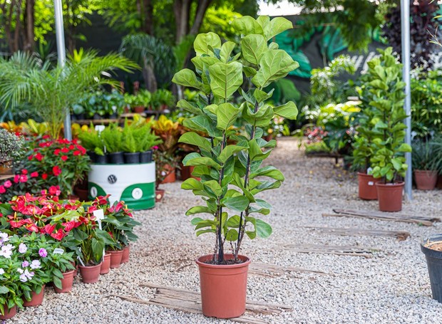 O Ficus Lyrata pode chegar a 1,5m quando cultivado em vasos à meia sombra (Foto: Divulgação / Império dos Vasos e Flora)