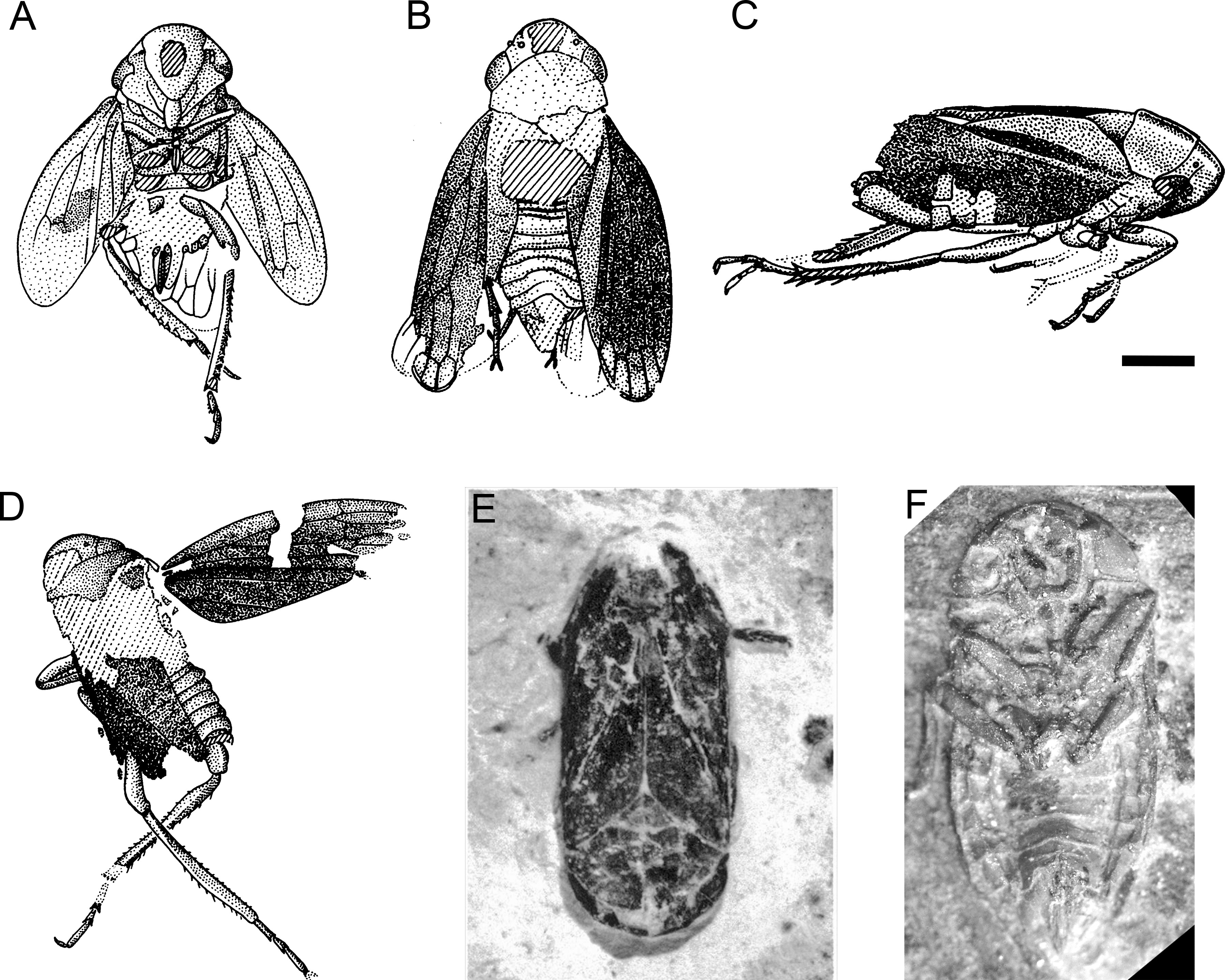Ilustración del insecto del fósil encontrado en la Formación Crato (Foto: Estudio)