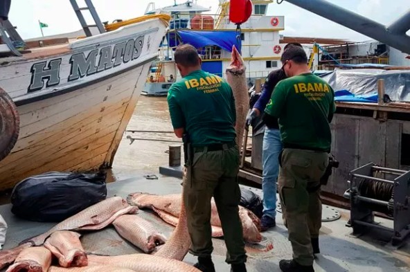 Operação conjunta do Ibama com a Polícia Federal em Tabatinga em 2019 levou à maior multa por pesca ilegal de pirarucu no estado do Amazonas, onde o peixe é protegido (Foto: Ibama)