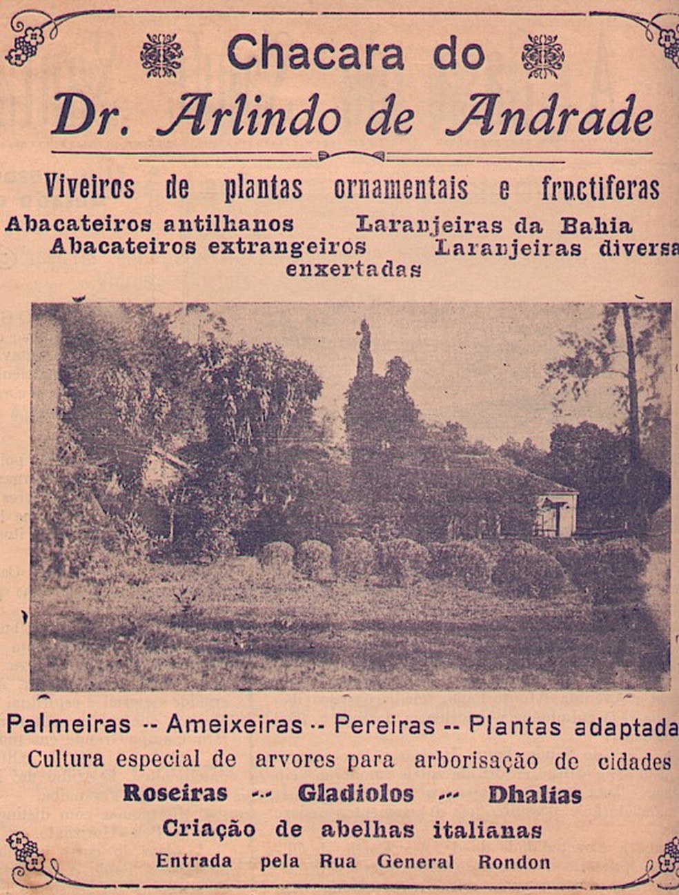 Publicação da época sobre o plantio das árvores em Campo Grande — Foto: Arca/Divulgação