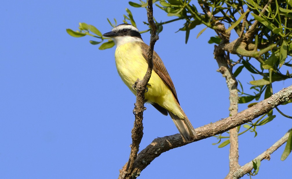 Ouça o canto, veja foto e saiba mais de 15 aves típicas da fauna brasileira  | Globo Repórter - Interatividade | G1