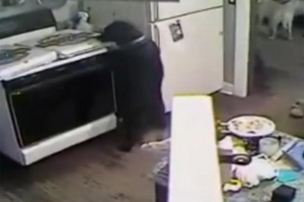 Cão provocou princípio de incêndio em fogão ao 'roubar' pizza (Foto: Reprodução/YouTube/K5102006)