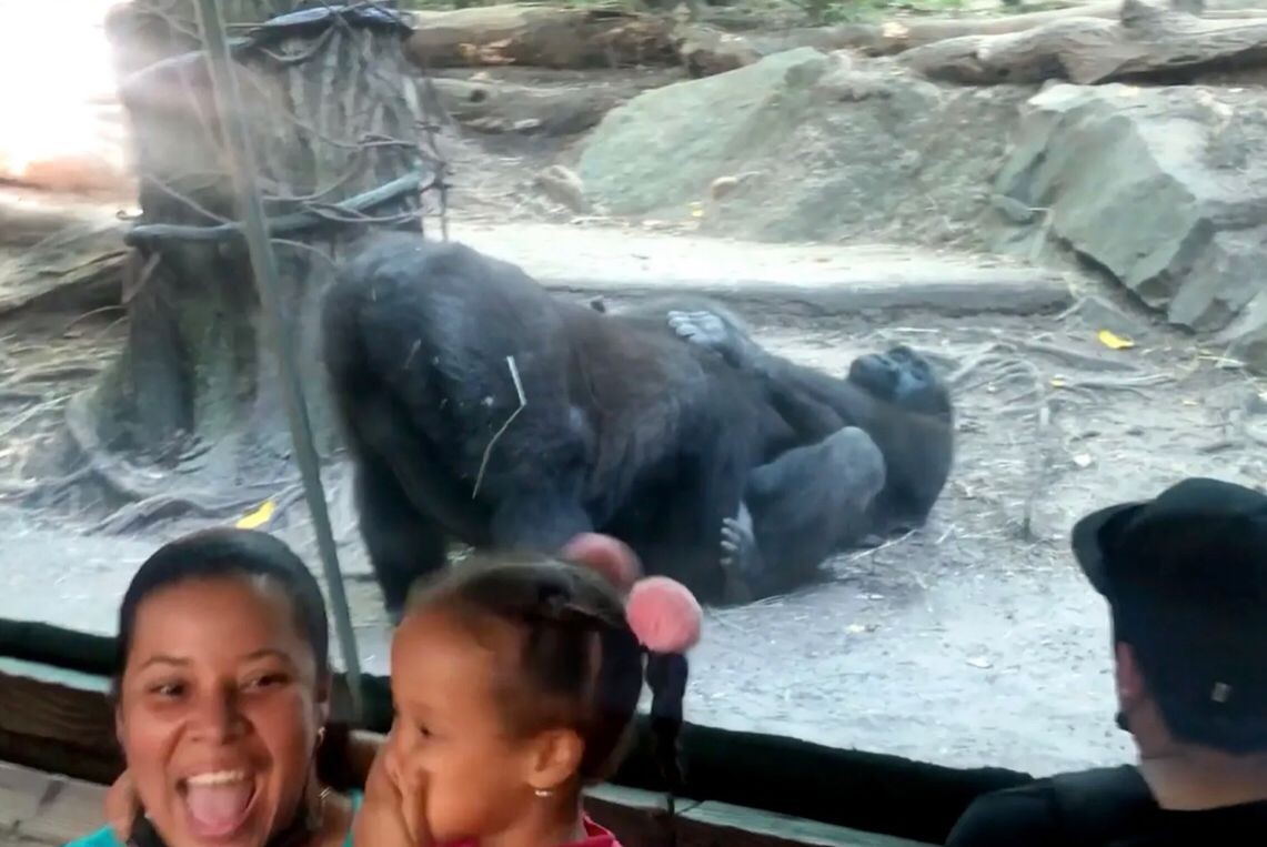 Vídeo mostra gorilas fazendo sexo oral em zoológico nos EUA  (Foto:  Reprodução/NYPost)
