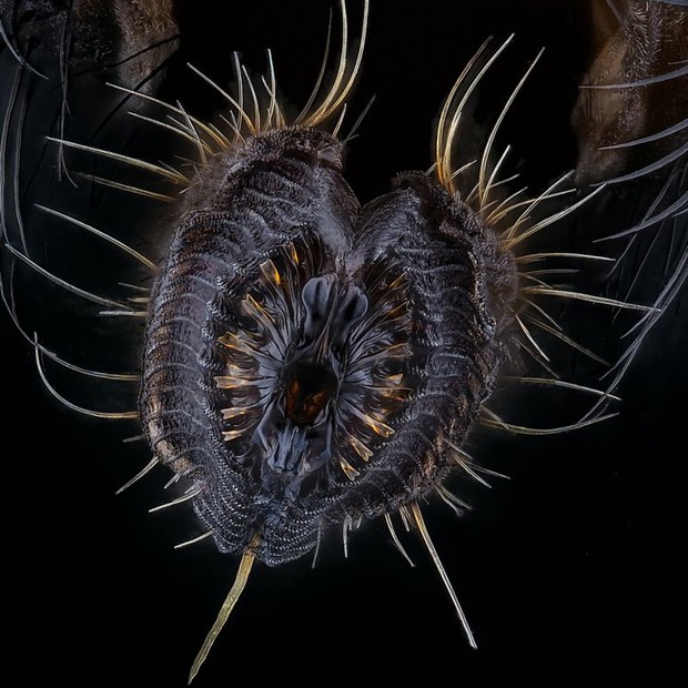 Você nunca mais vai olhar para uma mosca da mesma maneira — esta é a probóscide (espécie de 'tromba' que o inseto usa) de uma mosca (Musca domestica), capturada por Oliver Dum na Alemanha (Foto: OLIVER DUM via BBC)