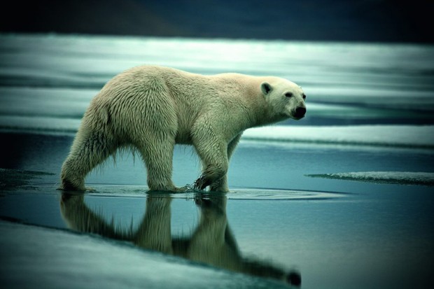 Imagem do ártico por Sebastian (Foto: Sebastian Copeland)