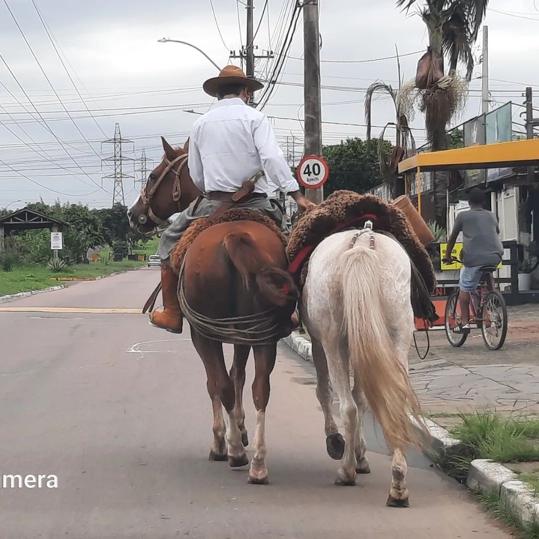 Filhos de Telmo de Lima Freitas conduzem cinzas do pai em cavalgada até São Borja