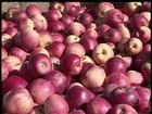 Clima prejudica a safra da maçã de SC e do RS e a quebra chega a 20%