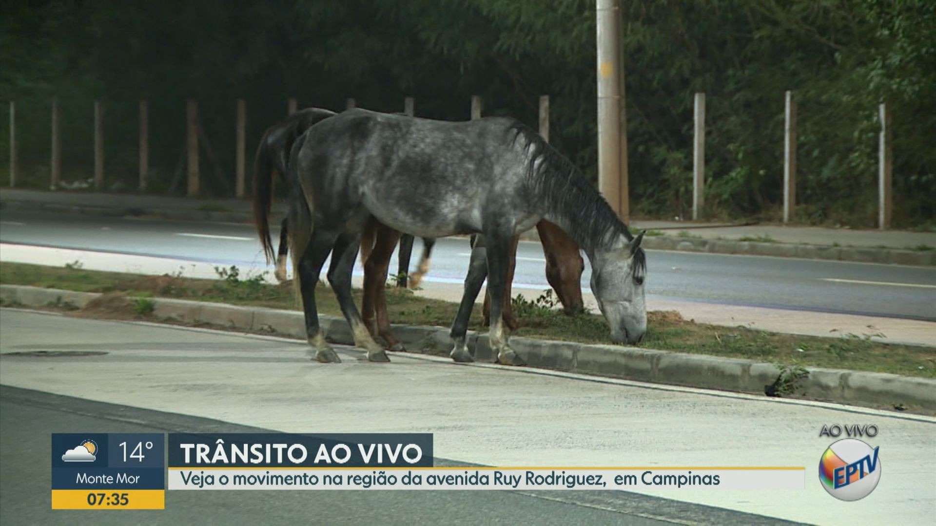 Vídeo mostra cavalos soltos 'pastando' em canteiro na Avenida Ruy Rodriguez, em Campinas