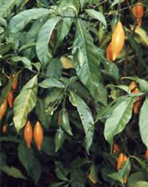 Planta 'Tabernanthe iboga', de onde é extraída a substância ibogaína (Foto: en:User:CiXeL/Wikimedia Commons )