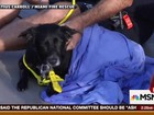 Cadela é resgatada após nadar mais de 14 km na costa da Flórida