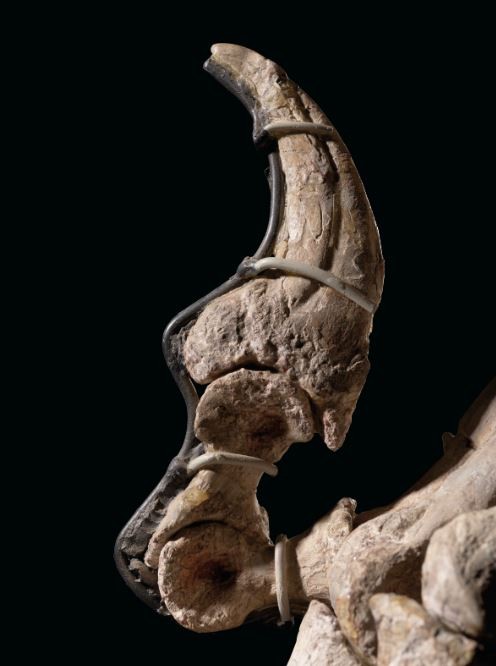 Detalhe do fóssil de Deinonychus leiloado  (Foto: Christie's)