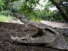 Indonésia pode usar crocodilos para evitar fugas de ilha-prisão