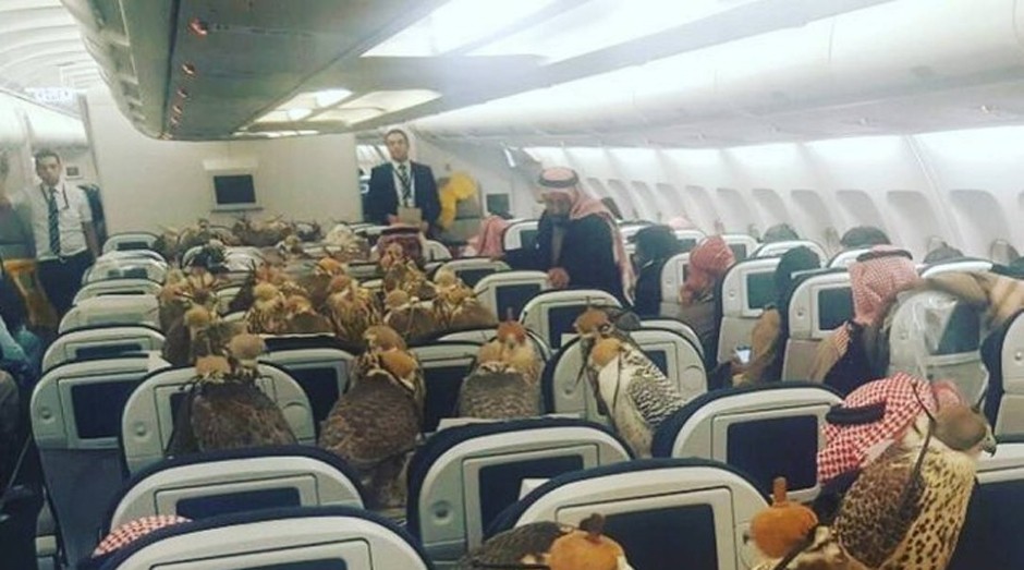 Falcões ocupam assentos em voo (Foto: Reprodução )