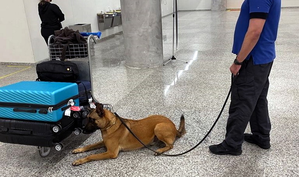 Cães farejadores foram responsáveis por identificar conteúdo suspeito em malas — Foto: Divulgação/PF