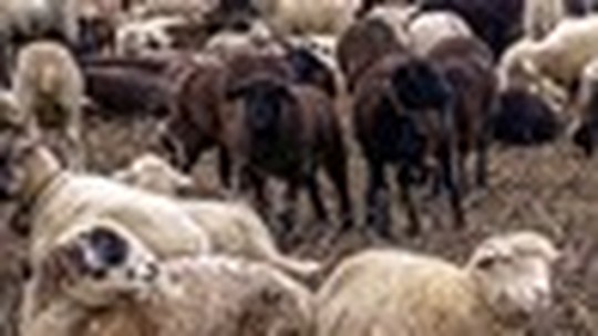 Dieta equilibrada deixa ovelhas e carneiros mais resistentes à verminose